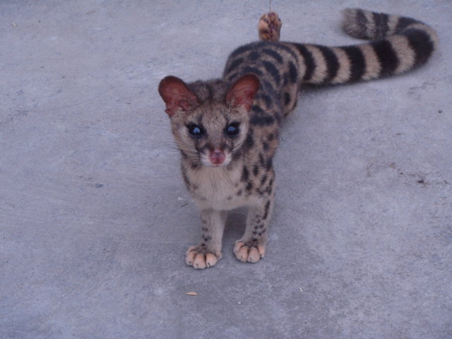 小灵猫 小灵猫