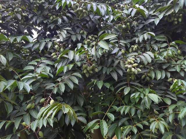 福州橄榄 福州橄榄
