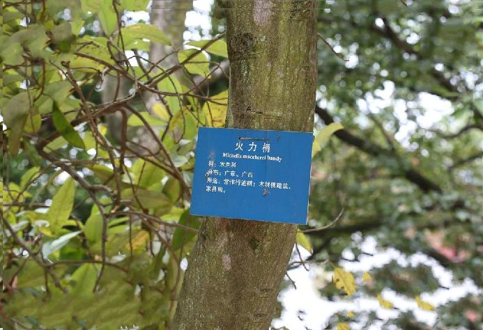 灰木莲越南宣光群体012家系 灰木莲越南宣光群体012家系