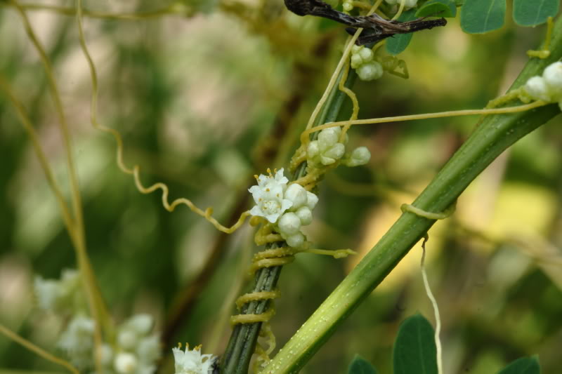 菟丝子科 菟丝子科