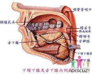 口腔 口腔