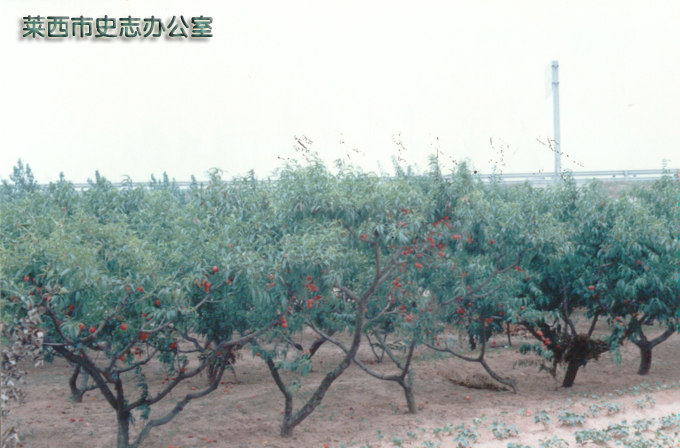 院上镇 院上镇