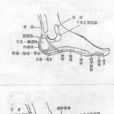 脚背腱鞘炎 脚背腱鞘炎