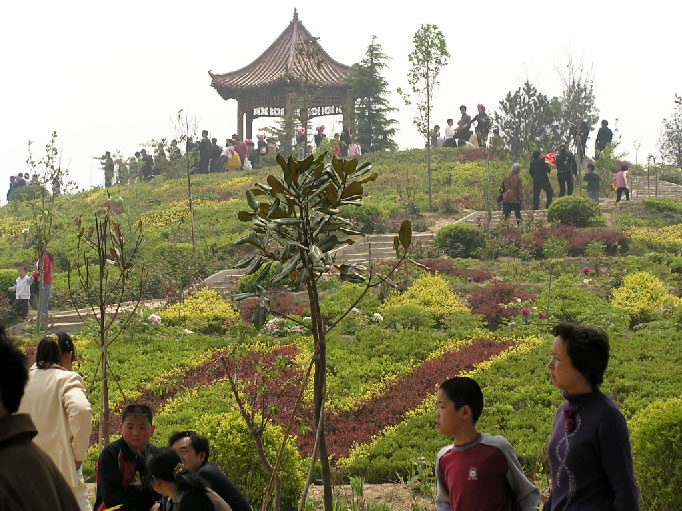 曹州牡丹园 曹州牡丹园