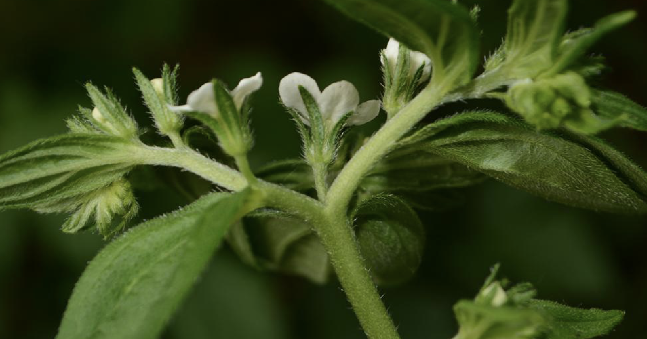紫草 紫草