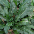 牛舌草(中药) 牛舌草(中药)