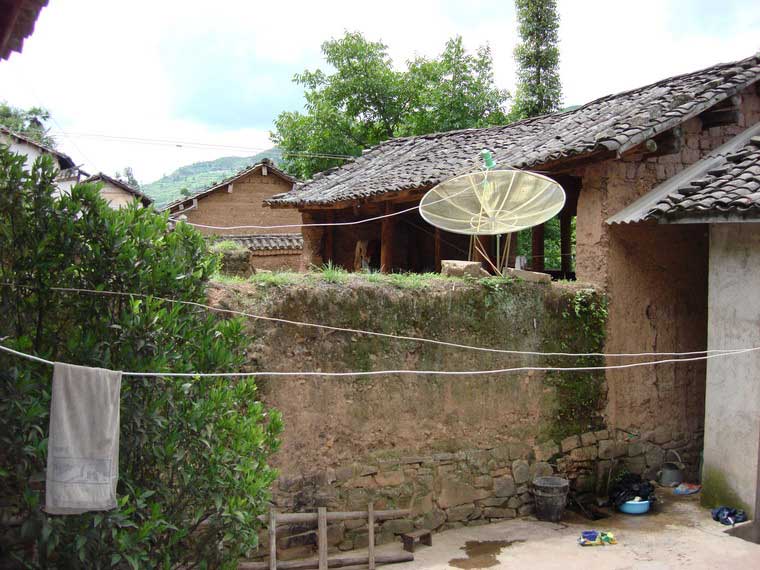 红李子树 红李子树