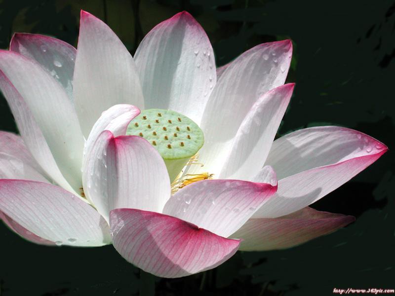 莲花 莲花