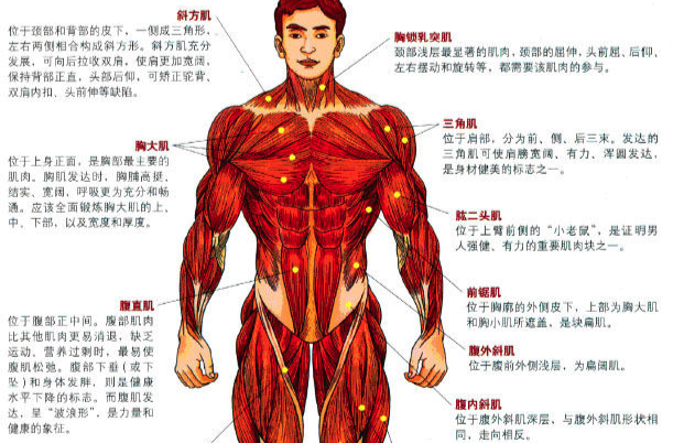 股四头肌 股四头肌