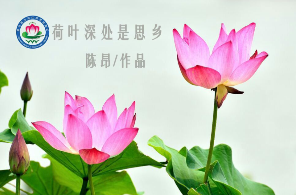 荷叶深处是思乡 荷叶深处是思乡