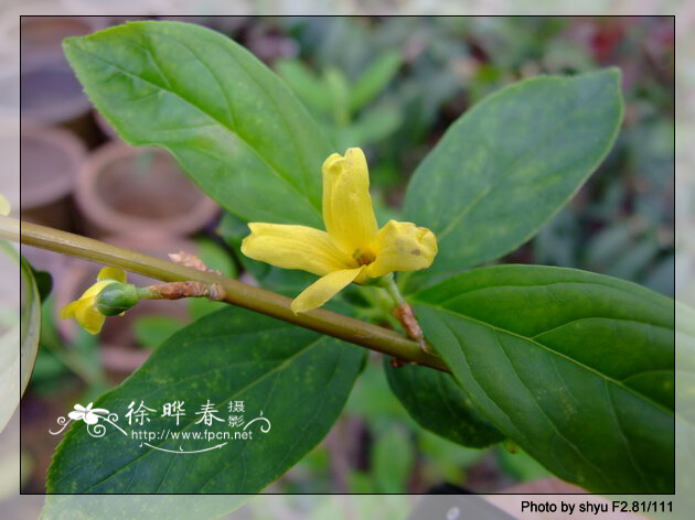 木犀科 木犀科