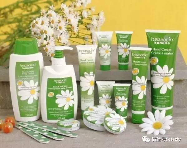 德国小甘菊 德国小甘菊