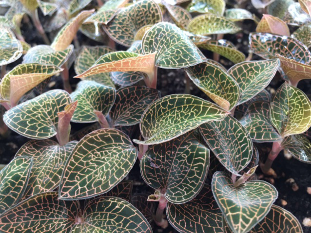 植物工厂里的金线莲 植物工厂里的金线莲