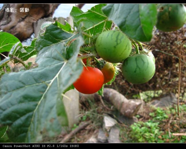 刺天茄 刺天茄