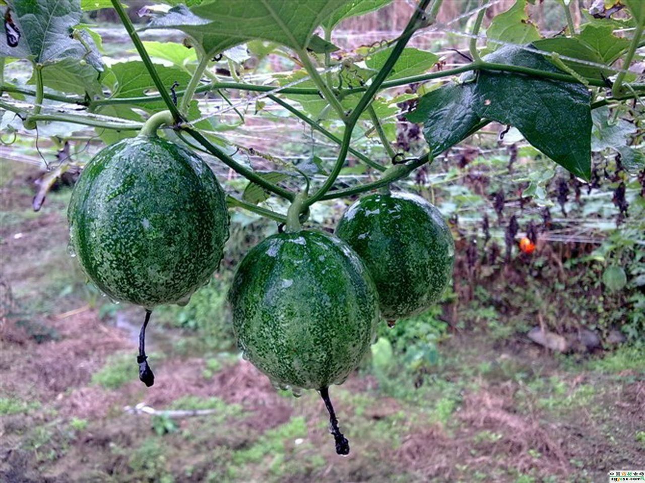 亳花粉 亳花粉