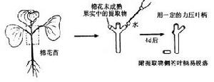 促进落叶物质的检定法 促进落叶物质的检定法