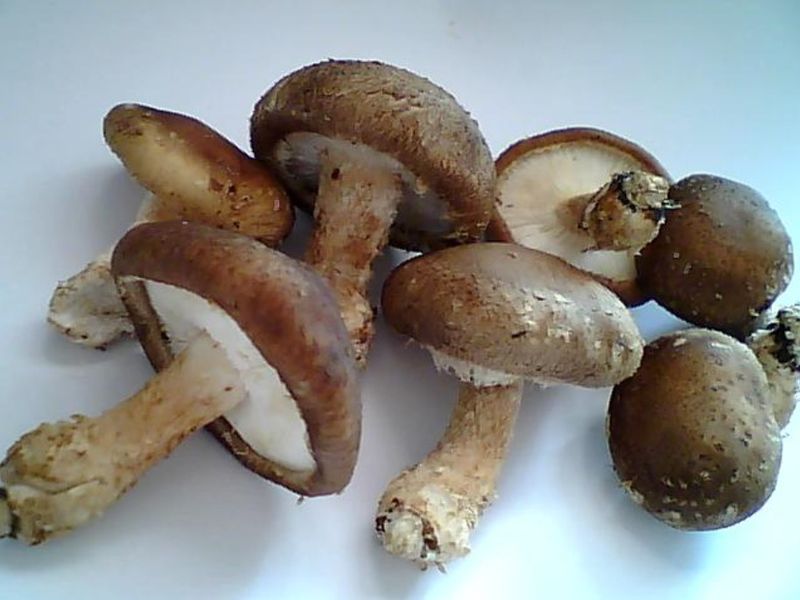 香菇 香菇