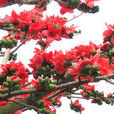 木棉科 木棉科