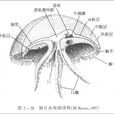 钵水母纲 钵水母纲