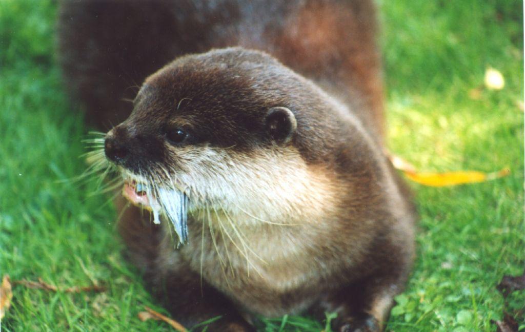 水獭 水獭