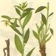 紫草科 紫草科