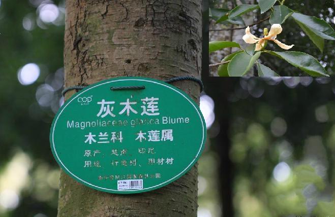 灰木莲越南宣光群体005家系 灰木莲越南宣光群体005家系