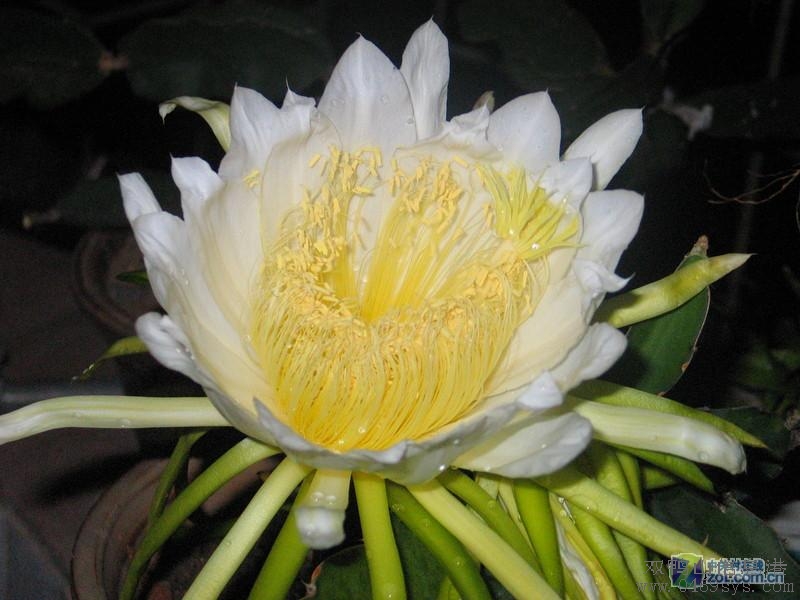 霸王花 霸王花