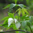绞股蓝(葫芦目葫芦科植物) 绞股蓝(葫芦目葫芦科植物)