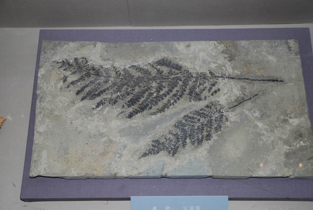植物化石8 植物化石8
