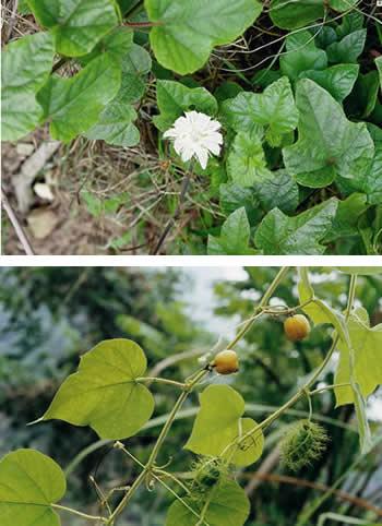 龙珠果 龙珠果