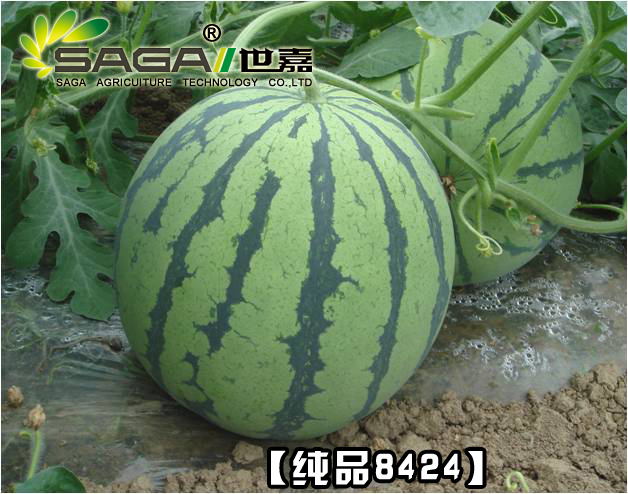 早佳8424 早佳8424