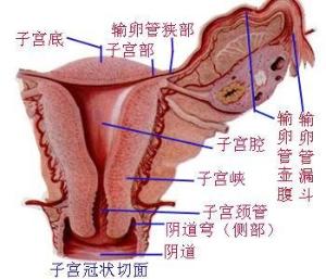 子宫图 子宫图