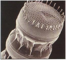 硅藻土的分子筛结构 硅藻土的分子筛结构