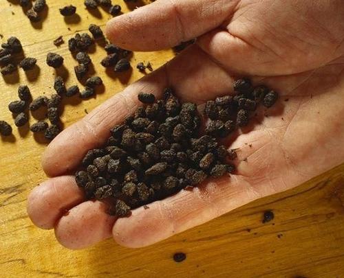 豆豉图片 豆豉图片