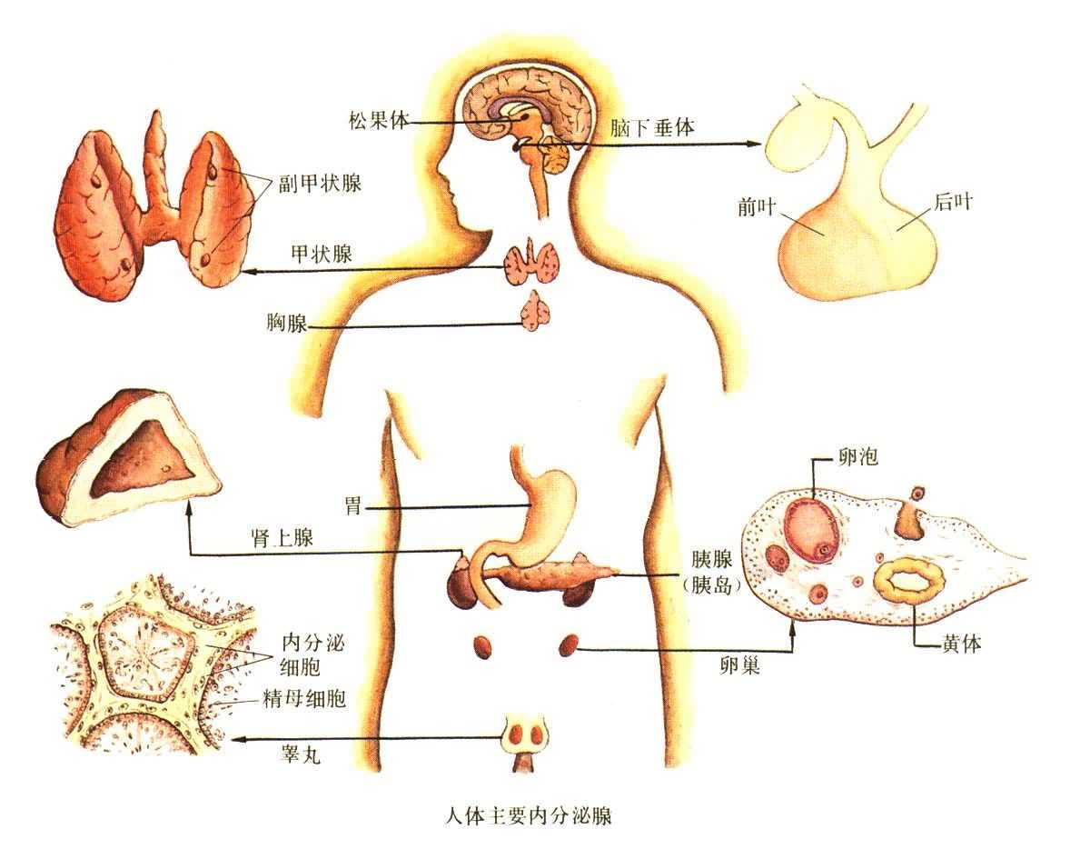 新型的治疗方法 新型的治疗方法