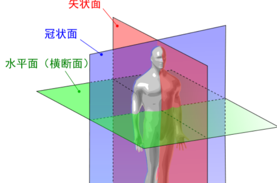 矢状面 矢状面