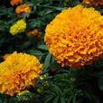 万寿菊花(植物) 万寿菊花(植物)