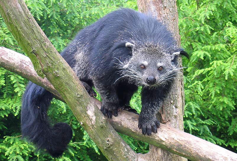 熊狸 熊狸