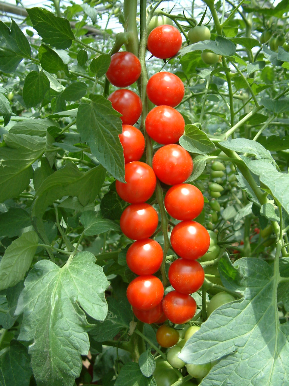 樱桃蕃茄 樱桃蕃茄