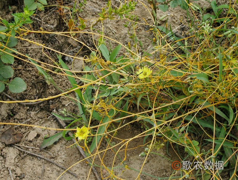 大豆菟丝子 大豆菟丝子