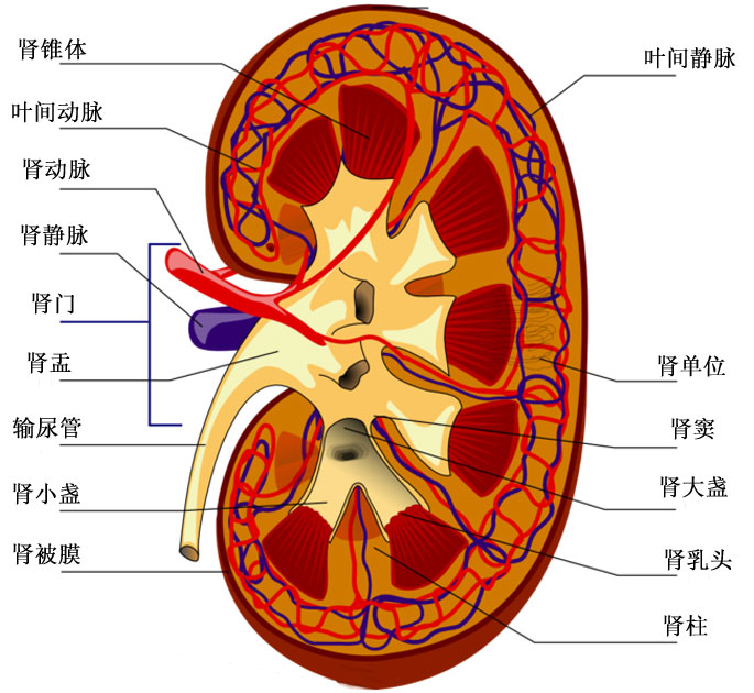 原发性小血管炎 原发性小血管炎