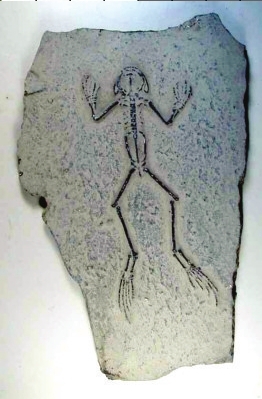 古生物化石 古生物化石