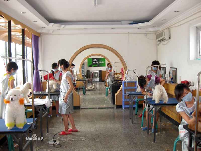 派多格宠物美容学校 派多格宠物美容学校