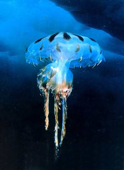 霞水母属 霞水母属