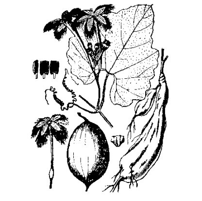 植物-王瓜(图2)-《中华本草》附图 植物-王瓜(图2)-《中华本草》附图