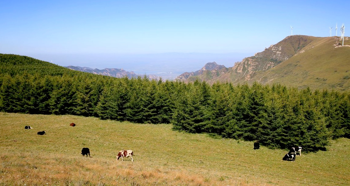 甸顶山牧场 甸顶山牧场