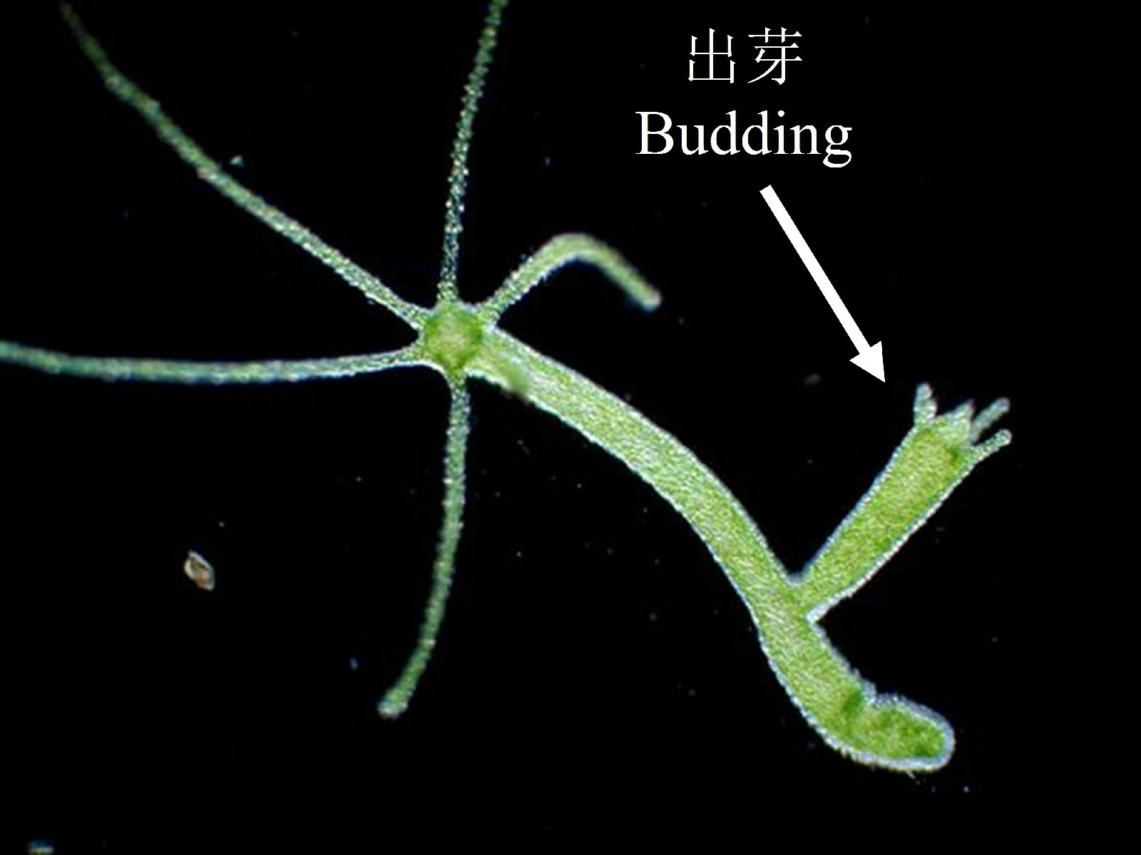 图2 水螅的出芽生殖 图2 水螅的出芽生殖