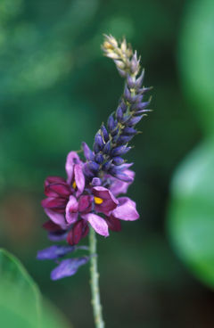 葛花鲜花 葛花鲜花