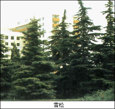雪松 雪松
