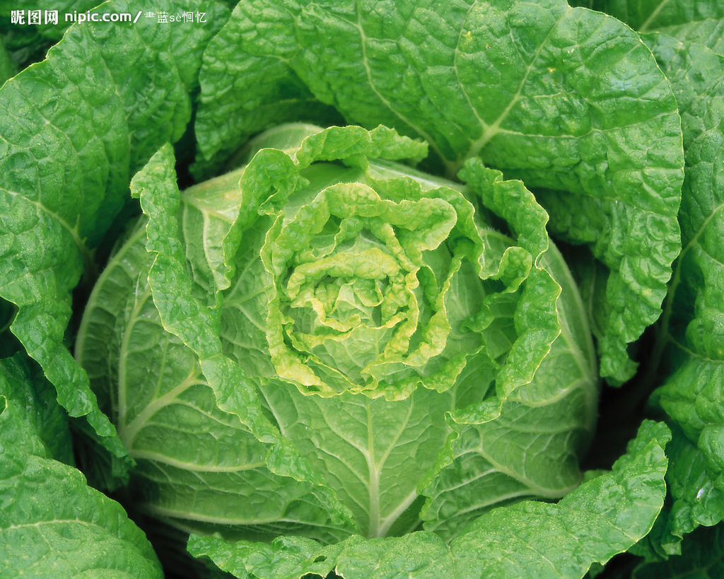 黄牙菜 黄牙菜